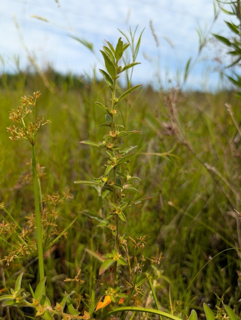 Raven's Primrose-Willow photo 6