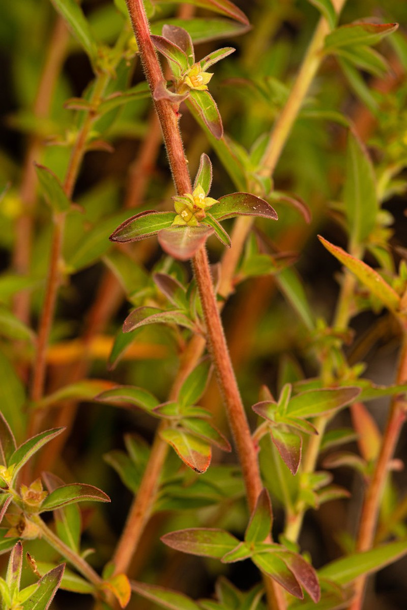 Raven's Primrose-Willow photo 7