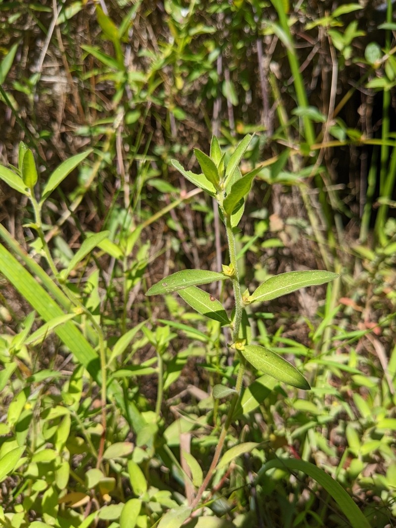 Raven's Primrose-Willow photo 8