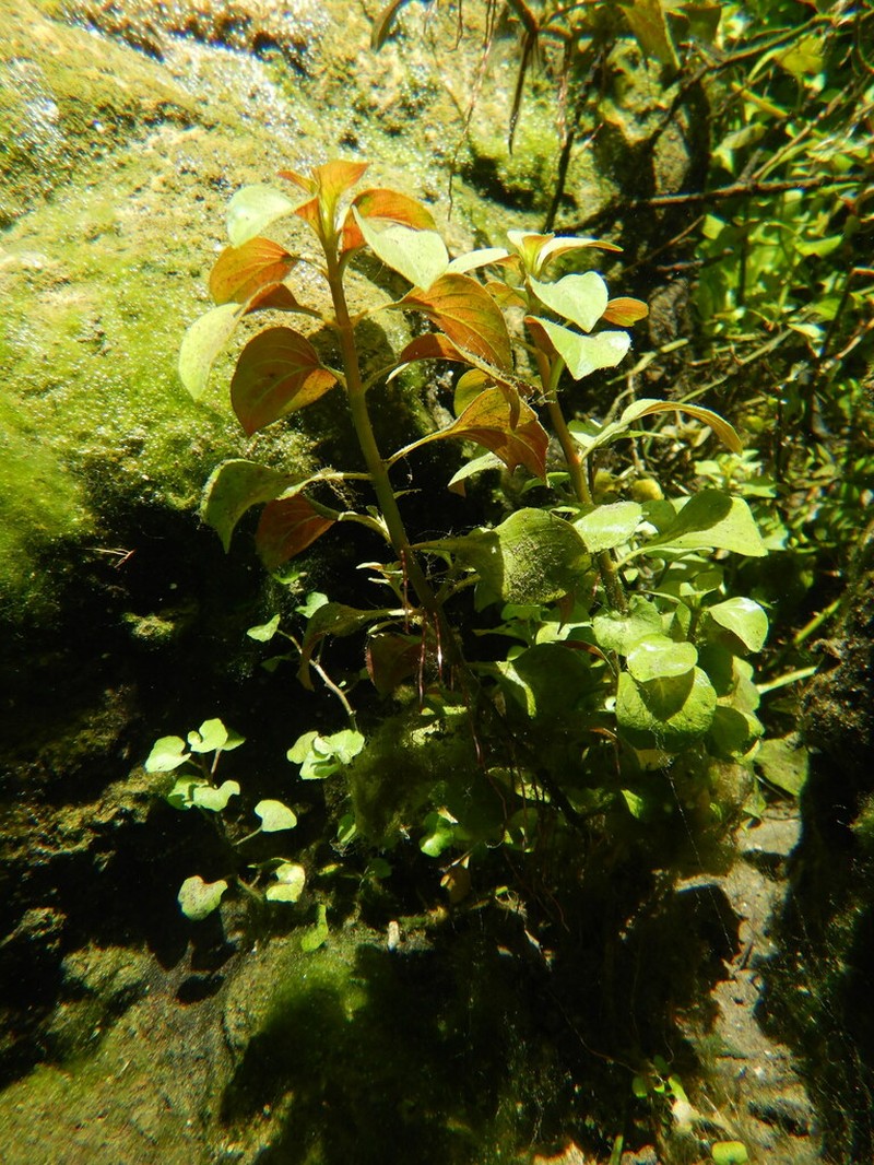 Creeping Primrose-Willow photo 4