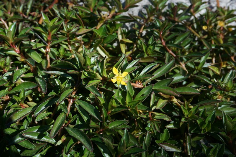 Creeping Primrose-Willow photo 5