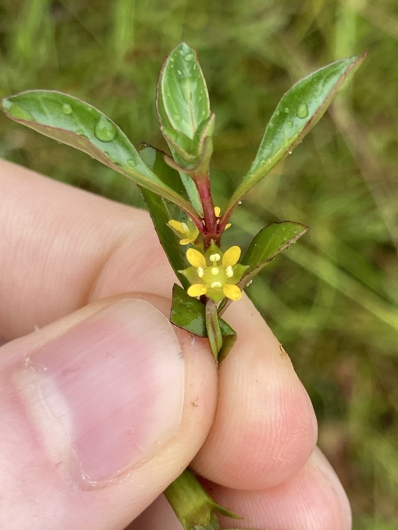 Creeping Primrose-Willow photo 6