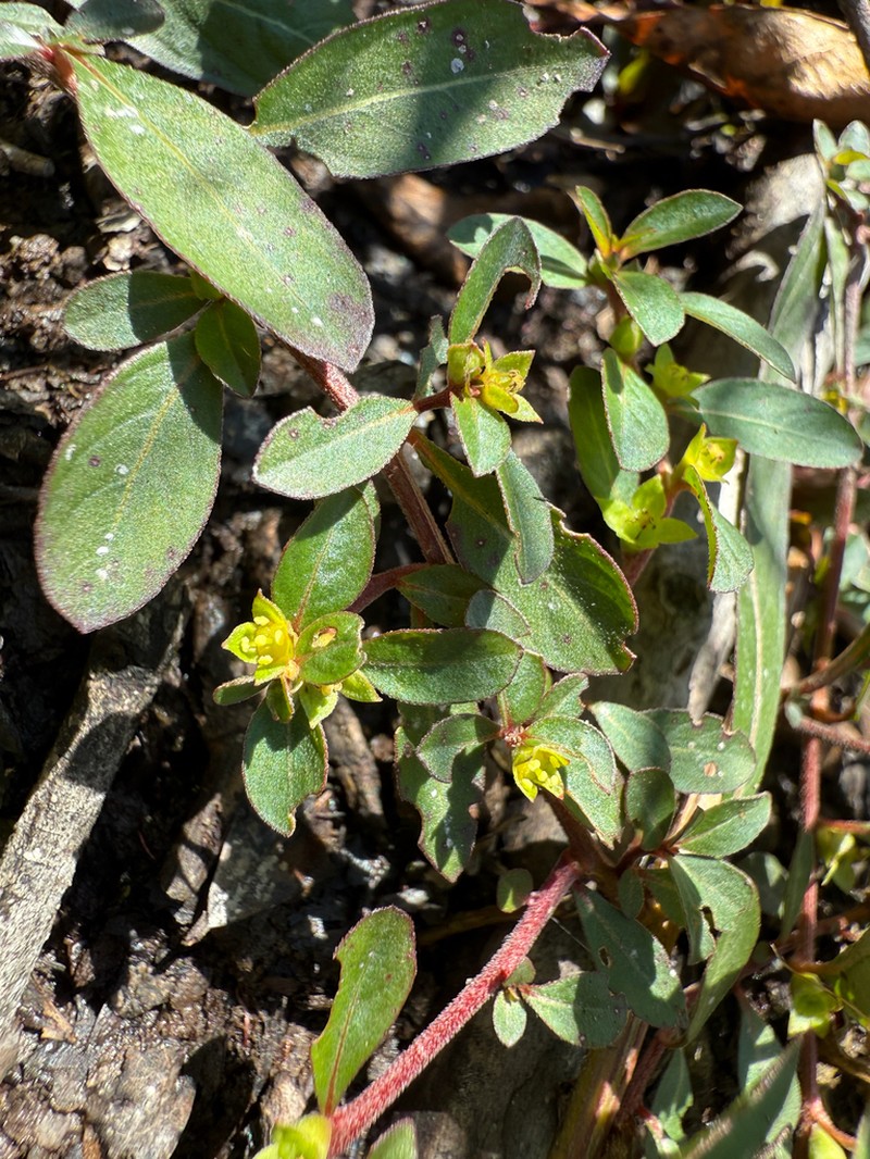 Creeping Primrose-Willow photo 7