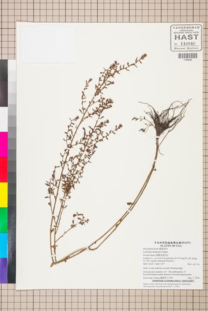 Simpson's Primrose-Willow photo 2
