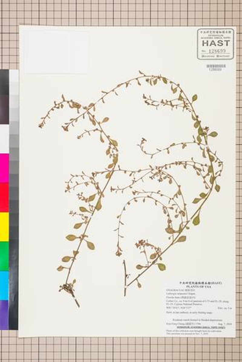 Simpson's Primrose-Willow photo 3