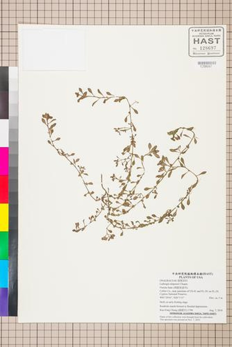 Simpson's Primrose-Willow photo 4