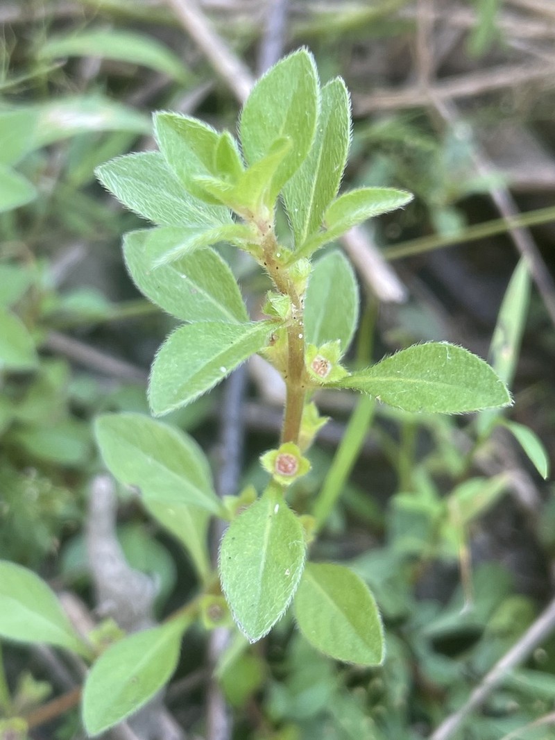 Spoon Primrose-Willow