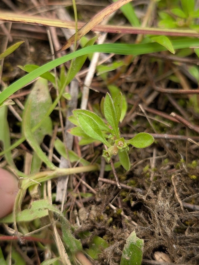 Spoon Primrose-Willow photo 2