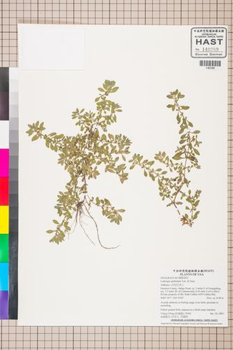 Spoon Primrose-Willow photo 4