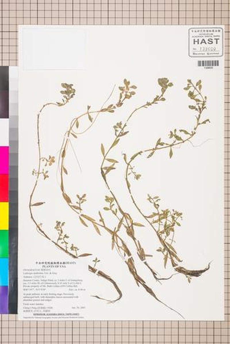 Spoon Primrose-Willow photo 5