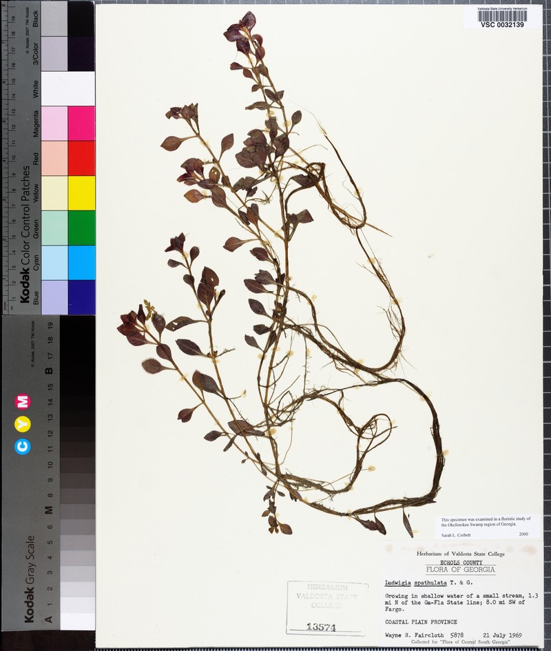 Spoon Primrose-Willow photo 6