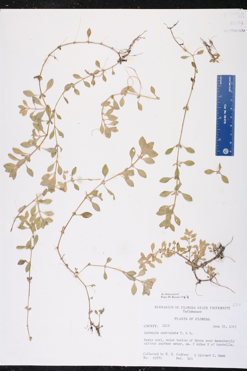 Spoon Primrose-Willow photo 7