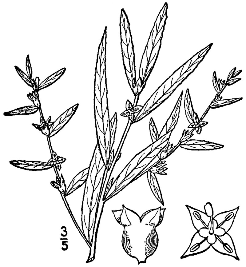 Globefruit Primrose-Willow