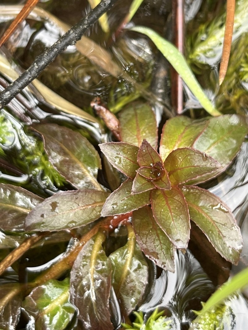 Globefruit Primrose-Willow photo 4