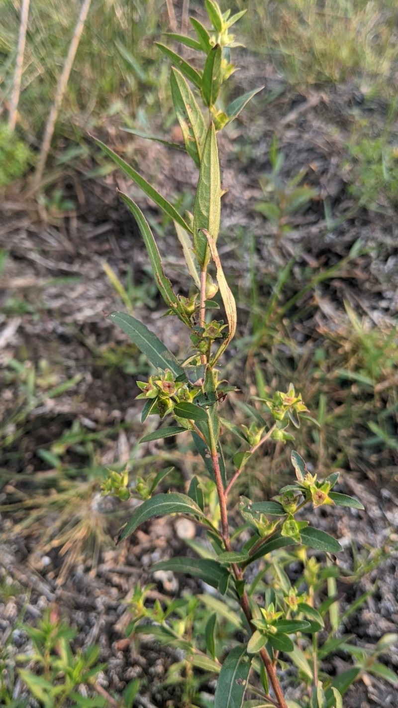 Globefruit Primrose-Willow photo 6