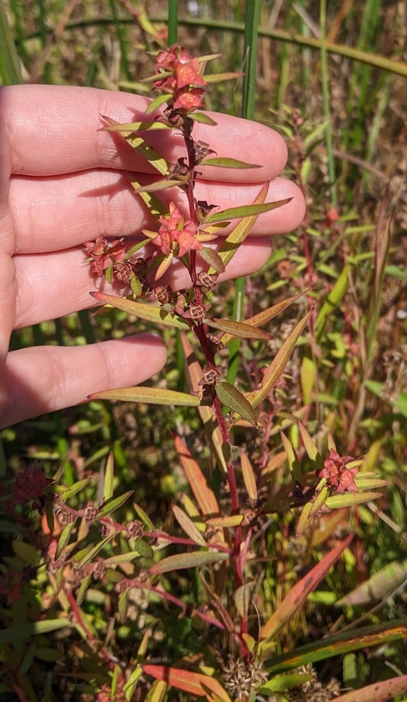 Globefruit Primrose-Willow photo 7