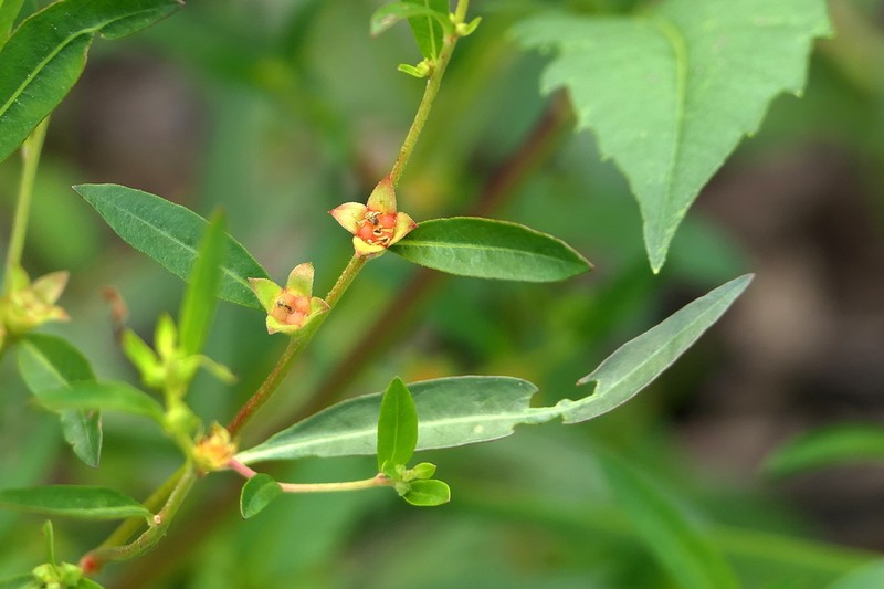 Globefruit Primrose-Willow photo 8