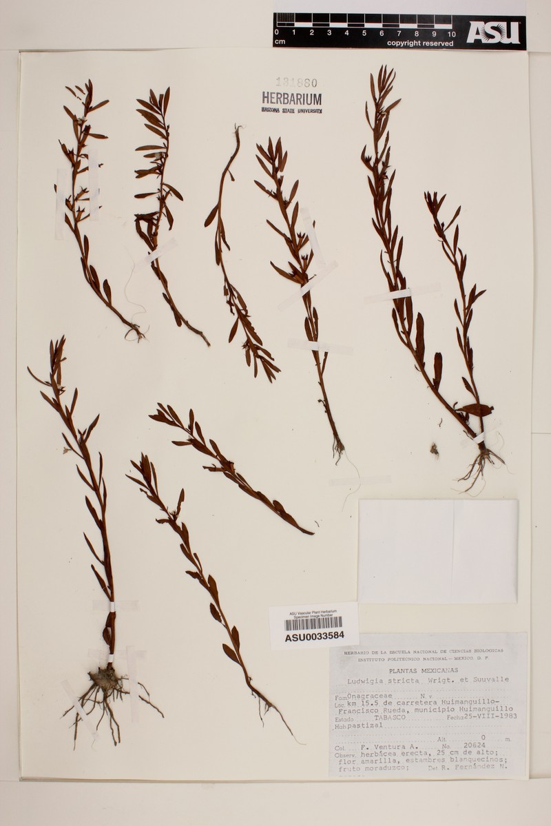 Ludwigia stricta