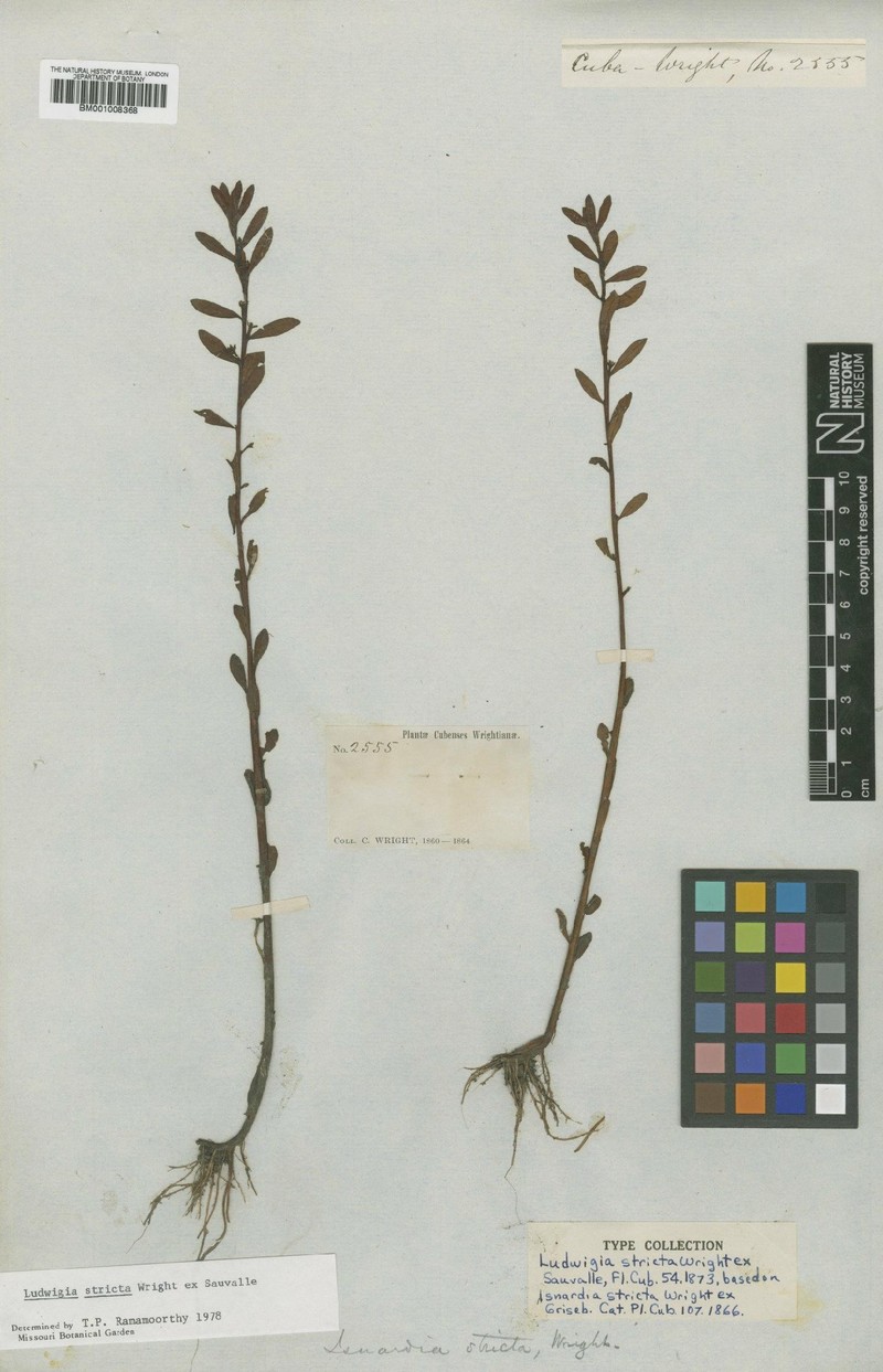 Ludwigia stricta photo 2