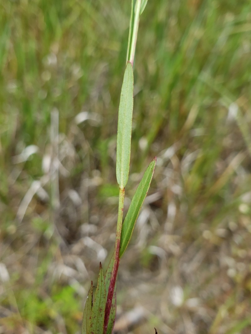 Shrubby Primrose-Willow