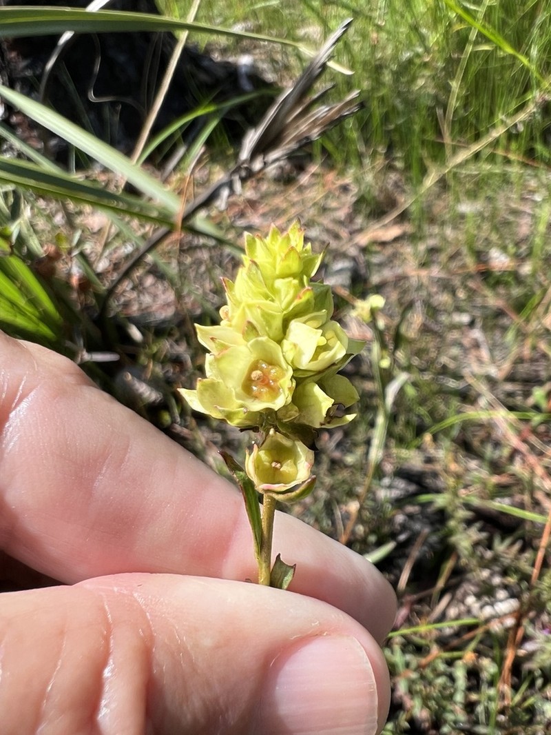 Shrubby Primrose-Willow