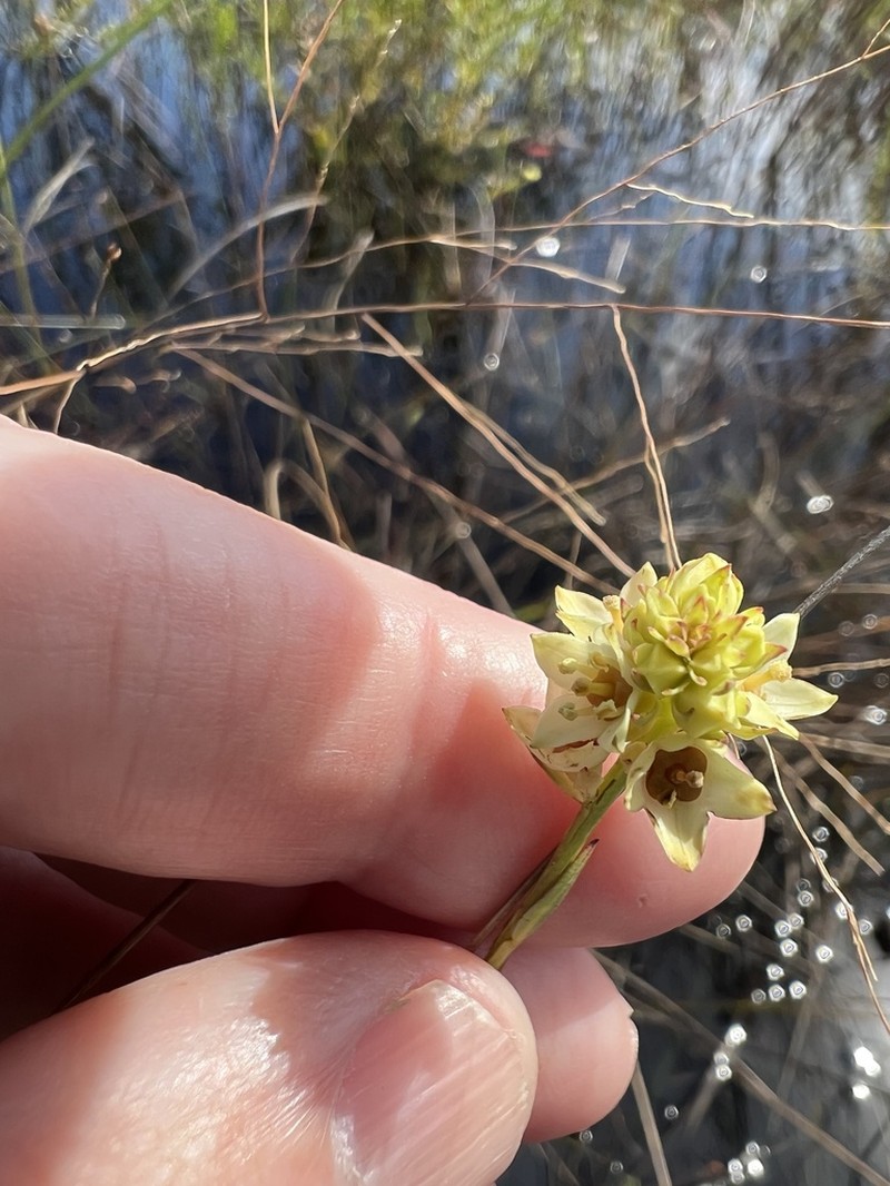 Shrubby Primrose-Willow photo 2