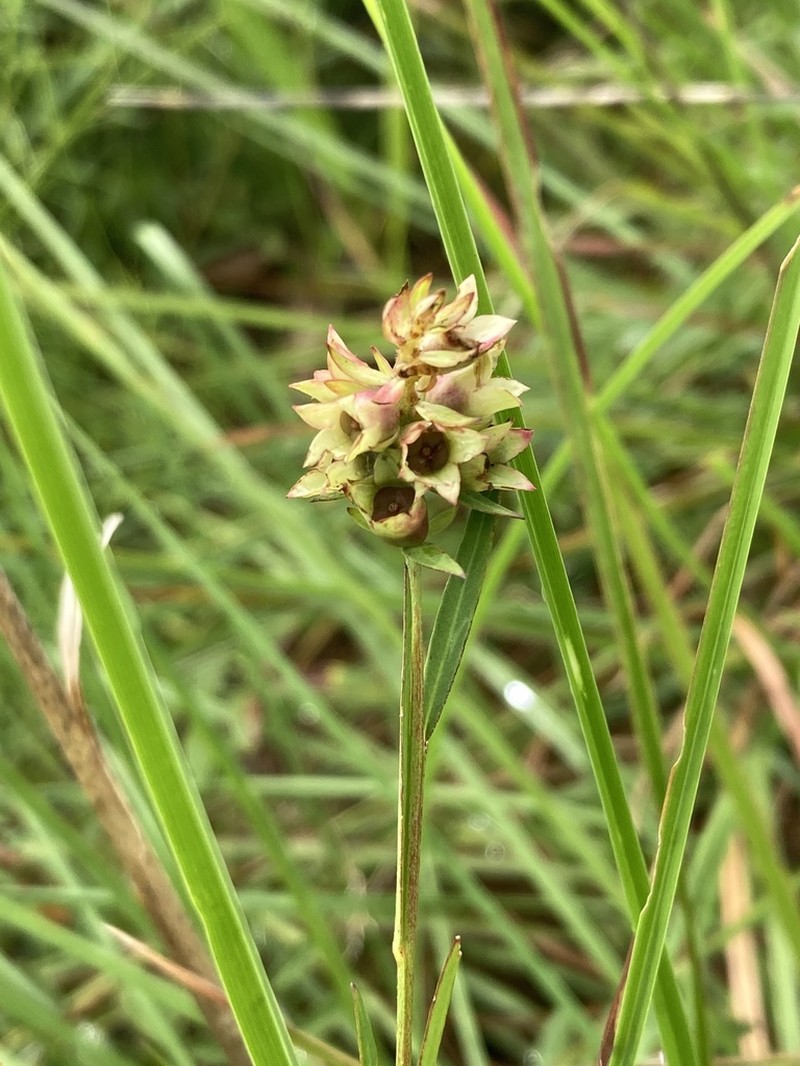 Shrubby Primrose-Willow photo 3