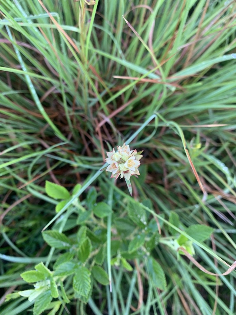 Shrubby Primrose-Willow photo 4