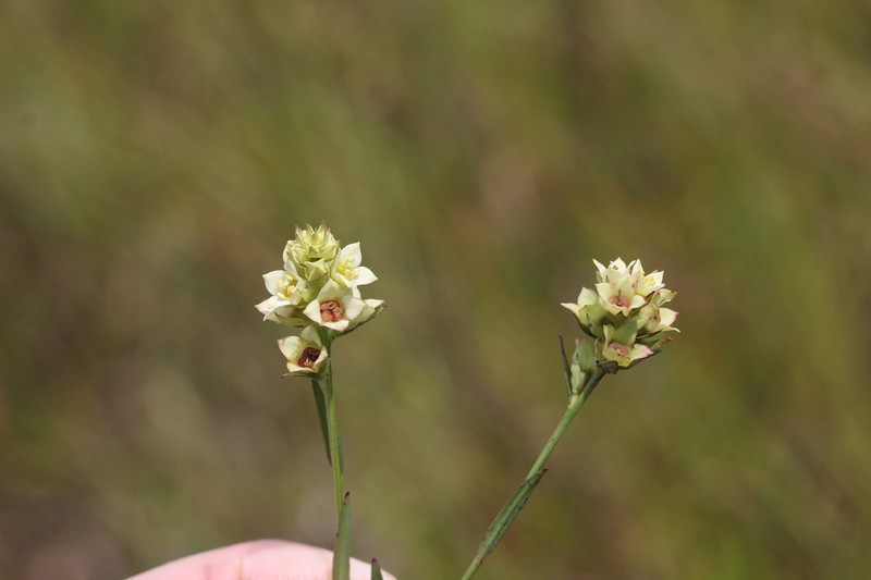 Shrubby Primrose-Willow photo 5