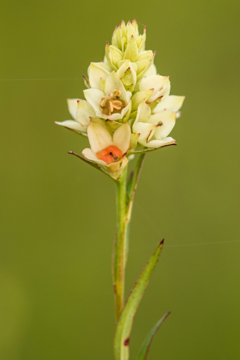Shrubby Primrose-Willow photo 6