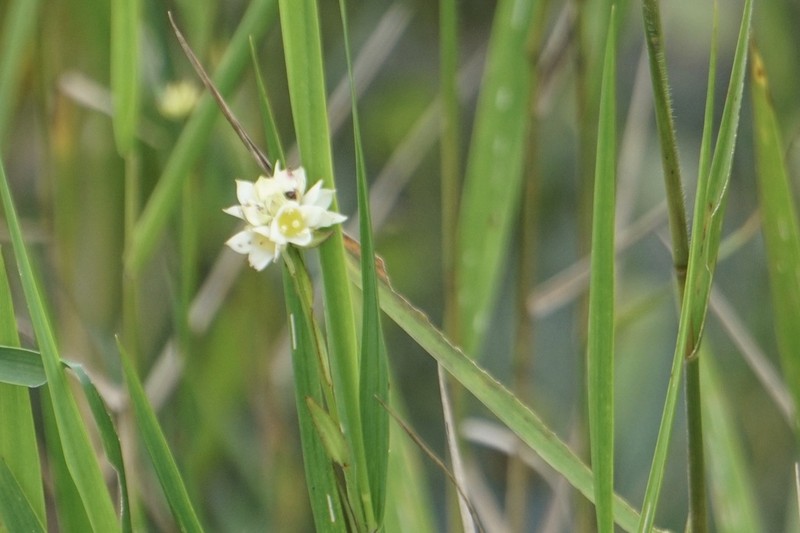 Shrubby Primrose-Willow photo 7