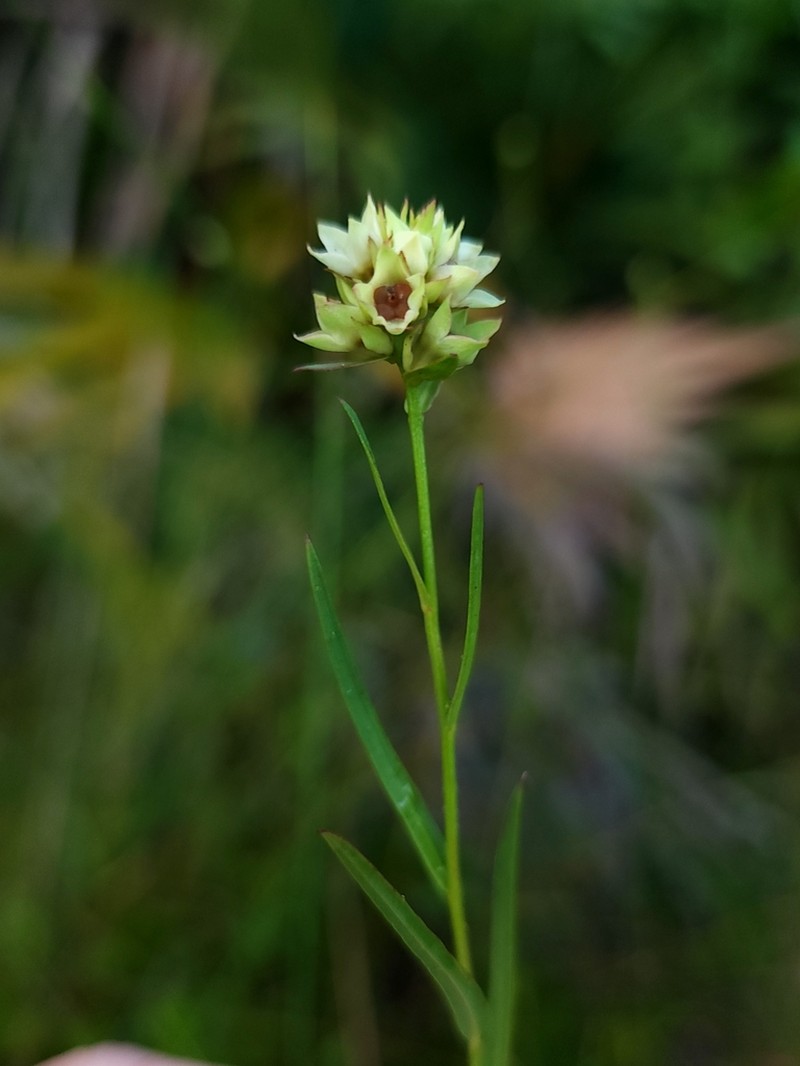 Shrubby Primrose-Willow photo 8