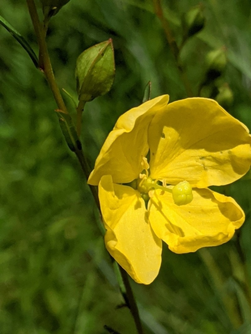 Savannah Primrose-Willow