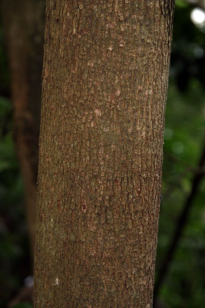 Luehea photo 2
