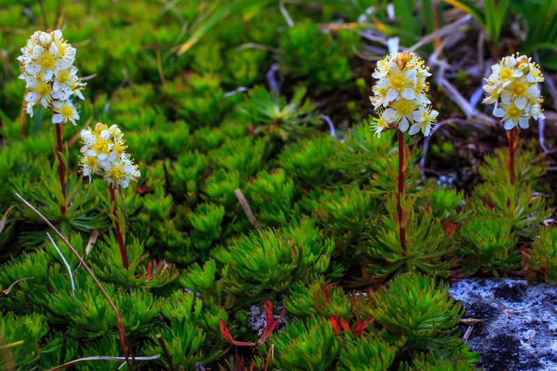 Partridgefoot photo 2