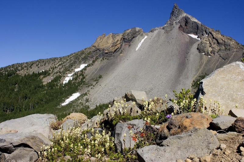 Partridgefoot photo 5