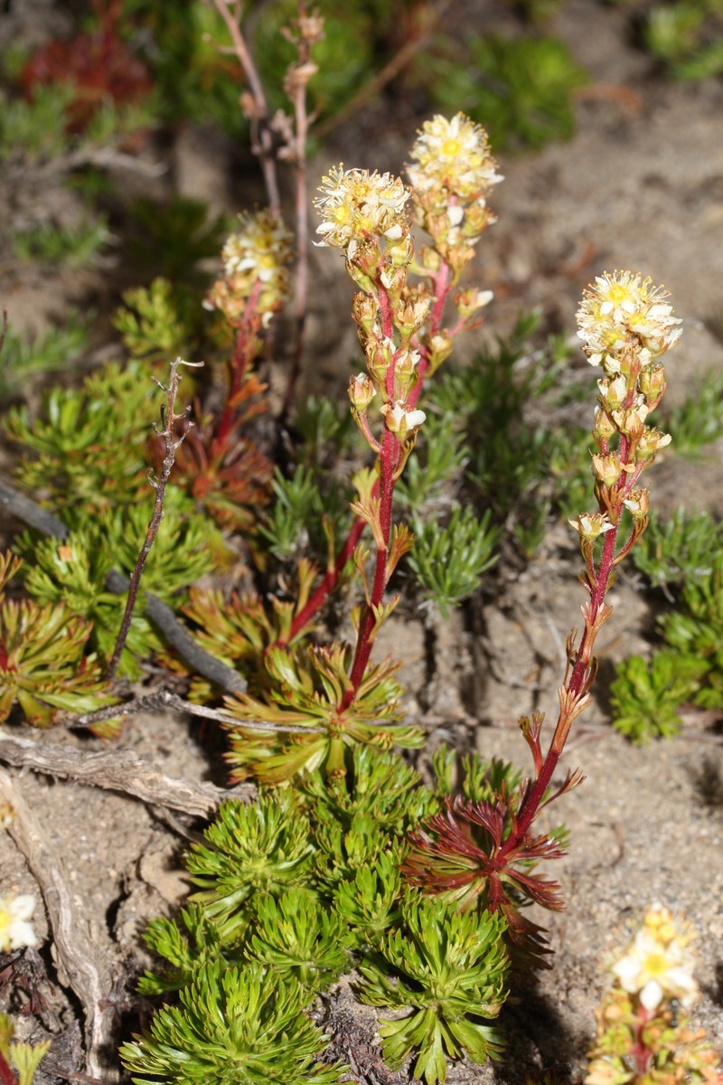 Partridgefoot