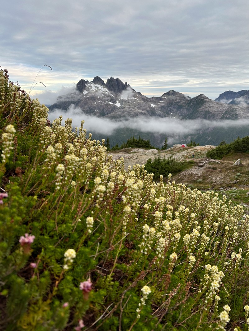 Partridgefoot photo 5