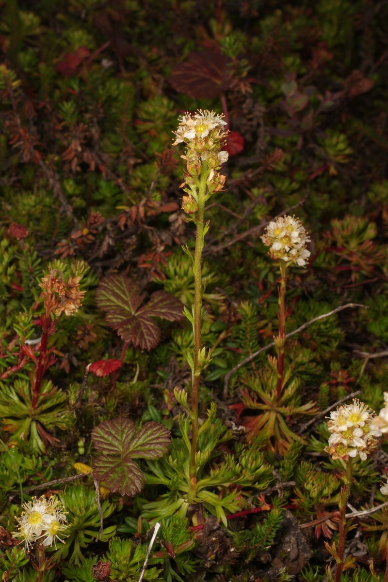 Partridgefoot photo 6