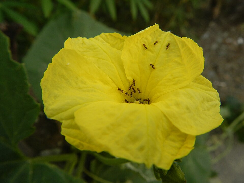 Sinkwa Towelsponge photo 8