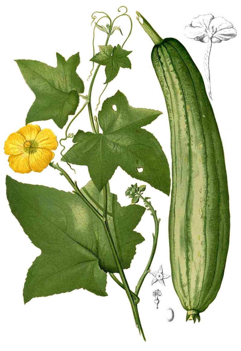 Sponge Gourd photo 2