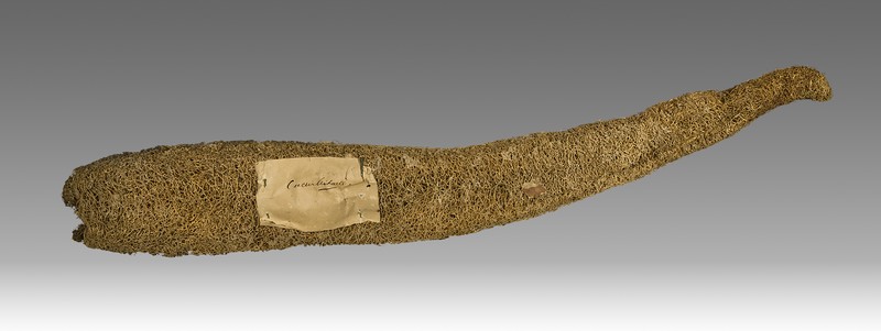 Sponge Gourd photo 3