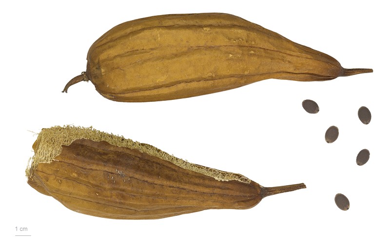 Sponge Gourd photo 4