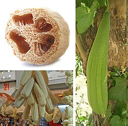 Sponge Gourd