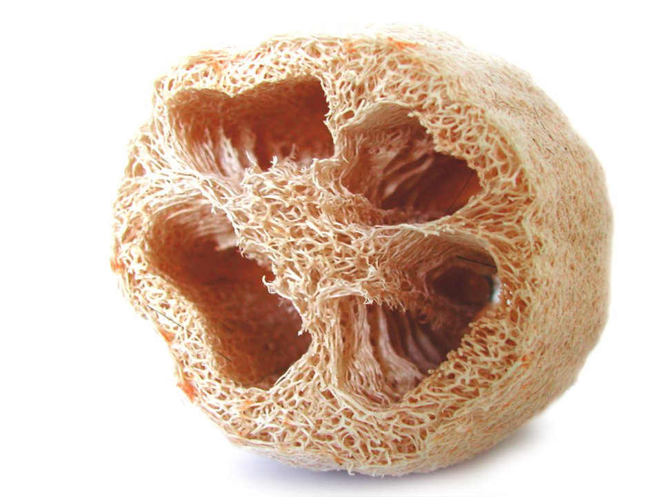 Sponge Gourd photo 6