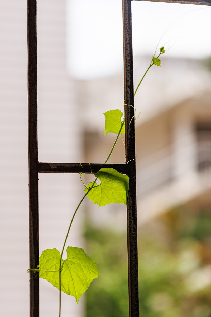 Sponge Gourd photo 7