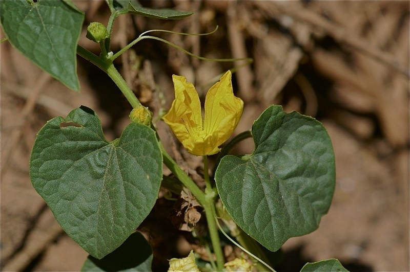 Luffa saccata photo 2