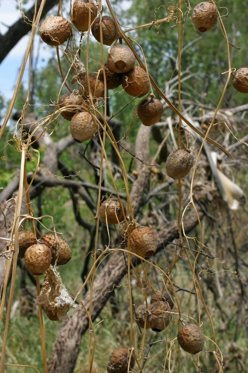 Luffa saccata photo 3