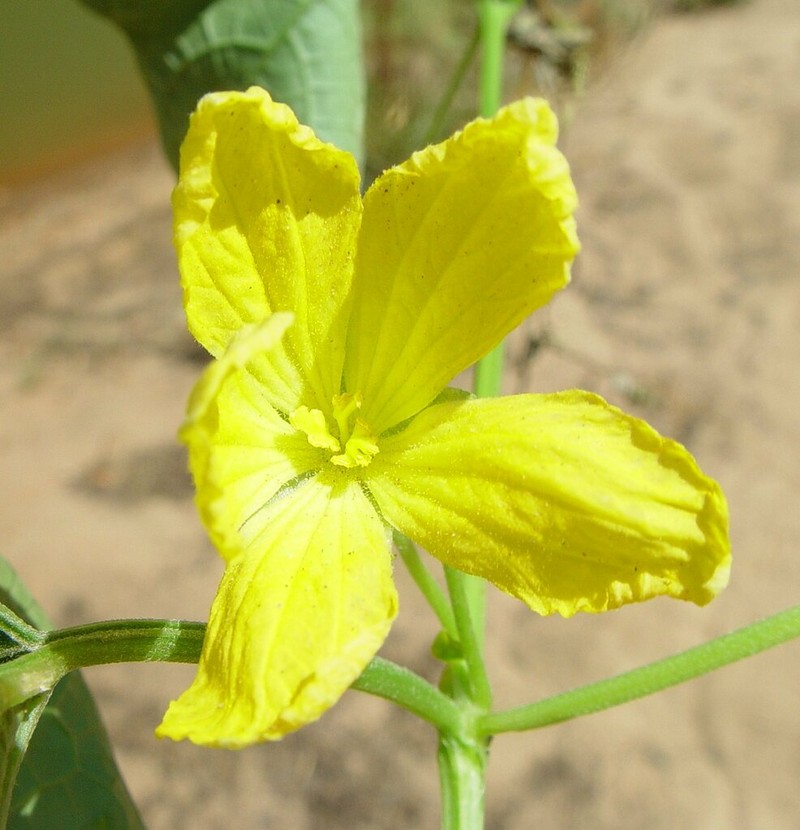 Luffa saccata photo 4