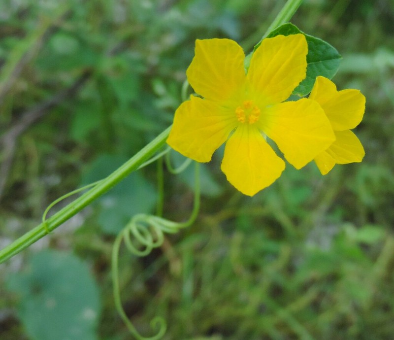 Luffa saccata photo 5